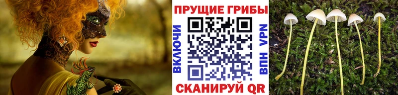 наркота  Клин  маркетплейс официальный сайт  Псилоцибиновые грибы Psilocybe 